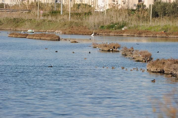 2Saline di Augusta 16.1.2011 (29).JPG